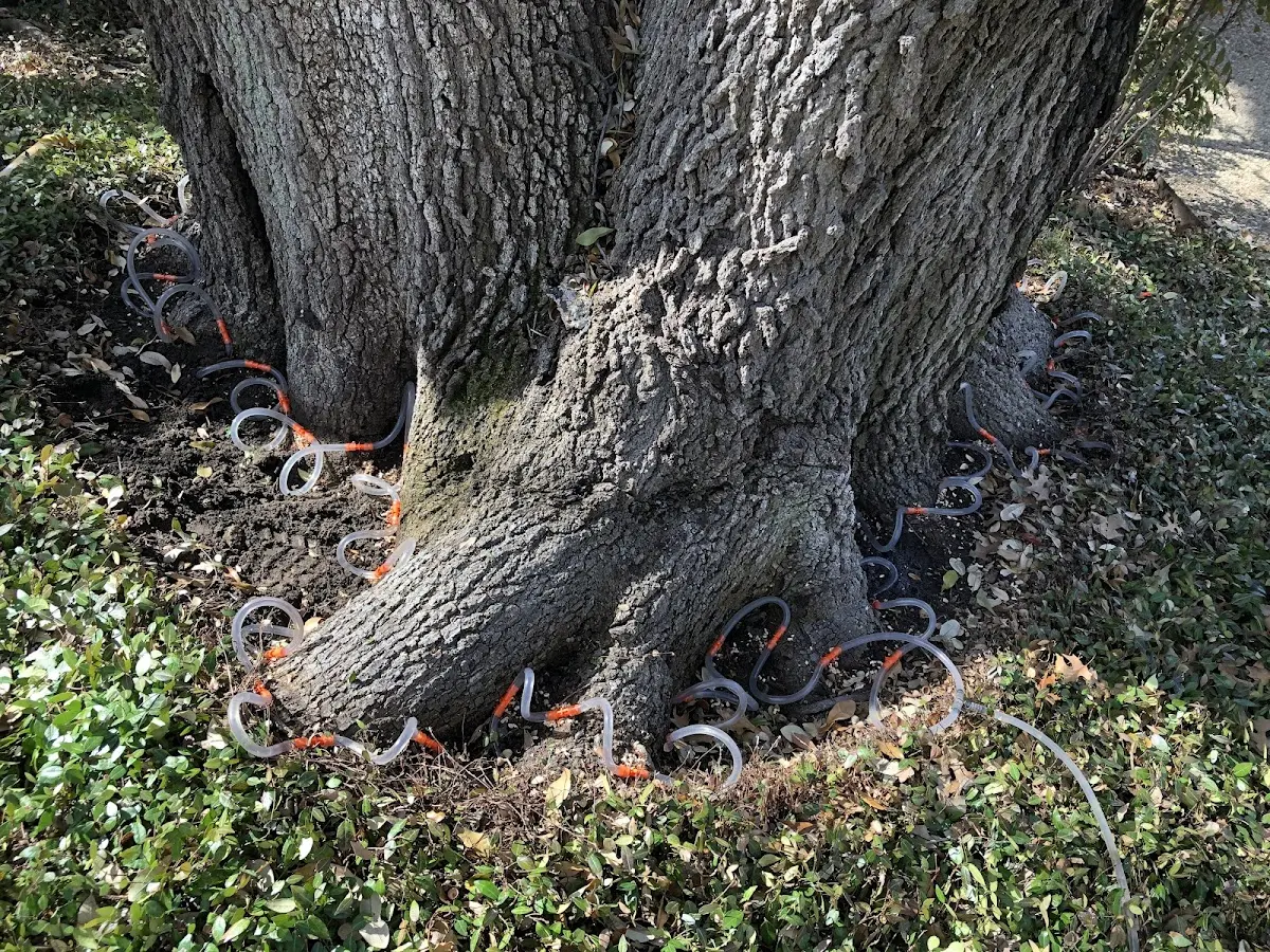 Detailed Tree Cabling and Bracing job site in Pemaquid