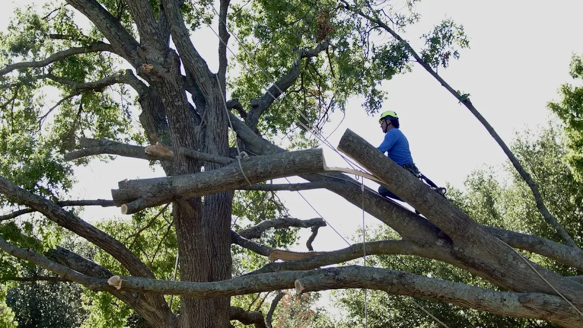Professional Crown Thinning performed by certified arborists in Pemaquid