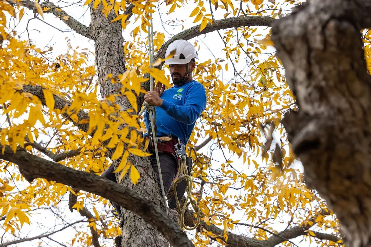 Skilled Tree Pruning crew working in Pemaquid